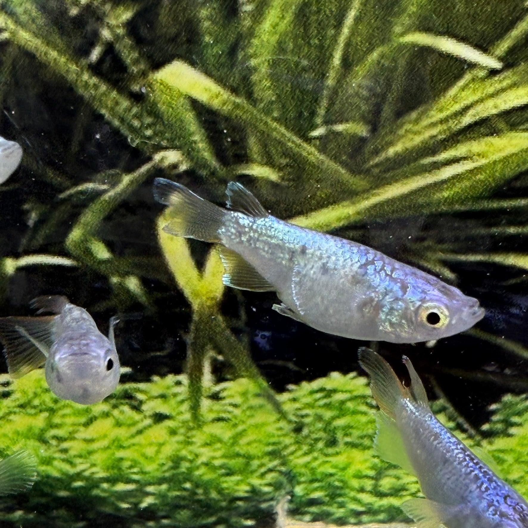 medaca様 Saboten Daruma Medaka (Imported) – SNR Medaka USA