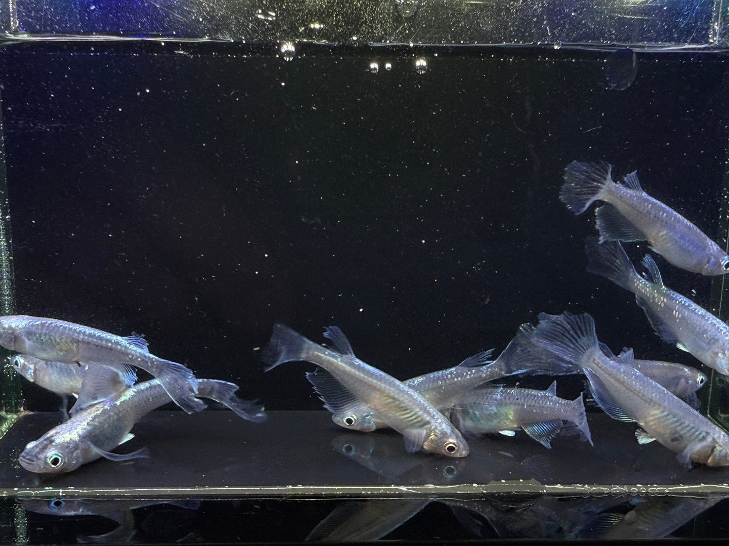 Black Miyuki Longfin Medaka