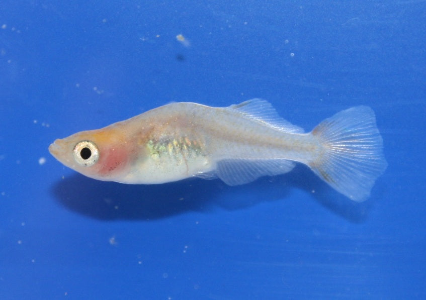 A Thorough Analysis of Spinal Curvature in Medaka