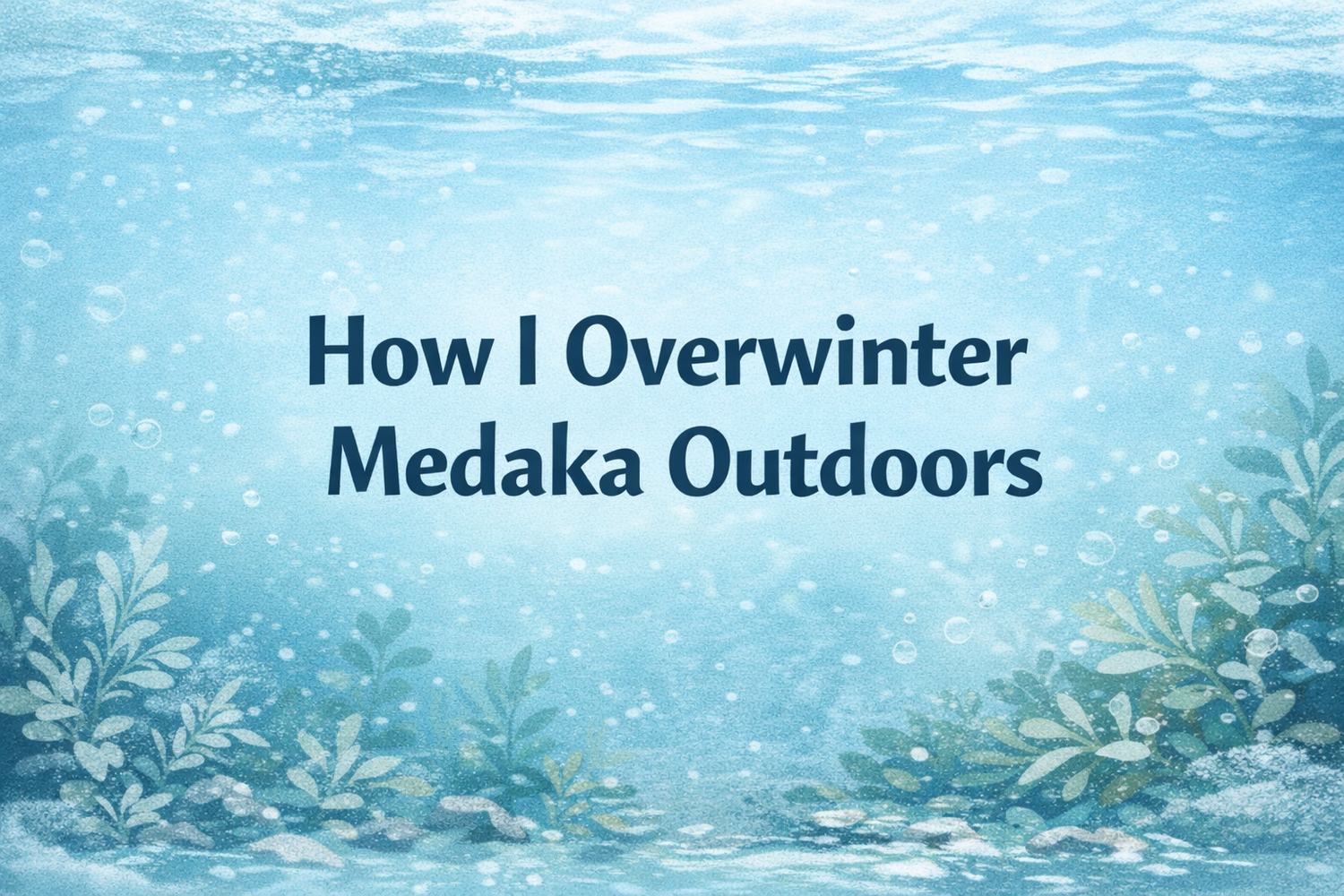 How I Overwinter Medaka Outdoors