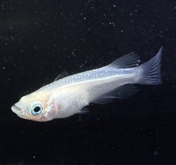 Pure White Transparent Scale Medaka