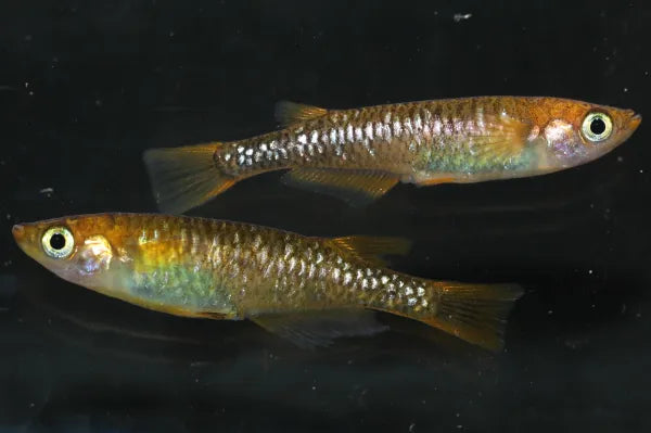 Raikō Kagami Scale Medaka