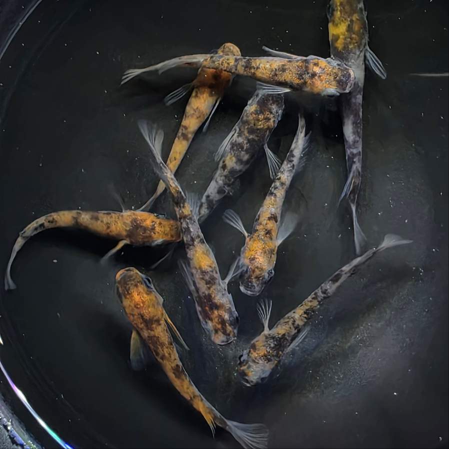 Wazumi Tricolor Medaka