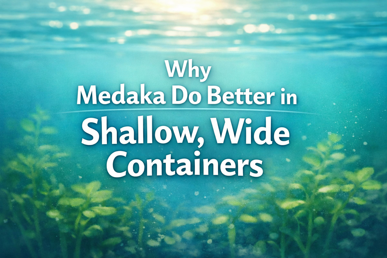 Why Medaka Do Better in Shallow, Wide Containers – SNR Medaka USA