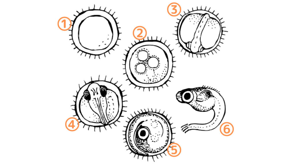 How to Hatch Medaka Eggs (Hatching Medaka Egg Guide) – Step by Step