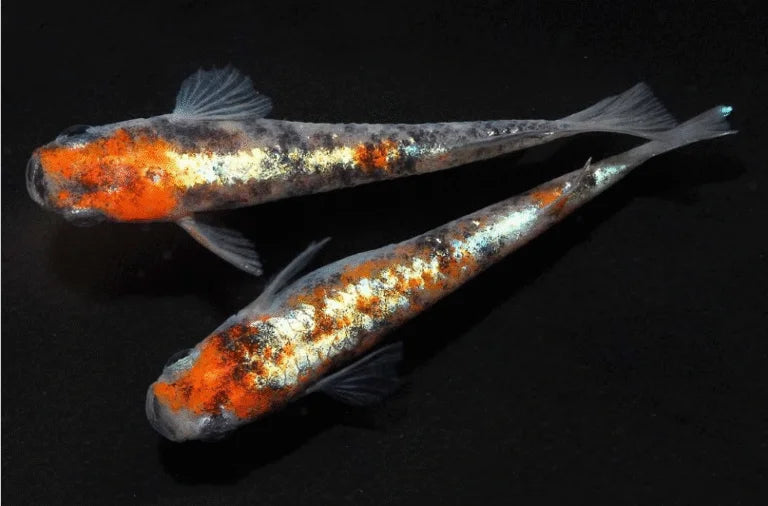 Kogyoku Medaka (Kōgyoku Medaka)