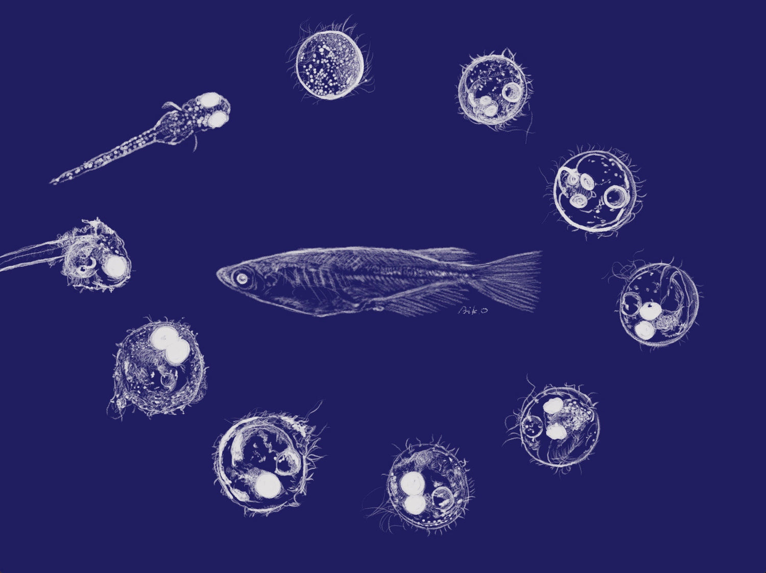 Medaka Egg Hatching Time