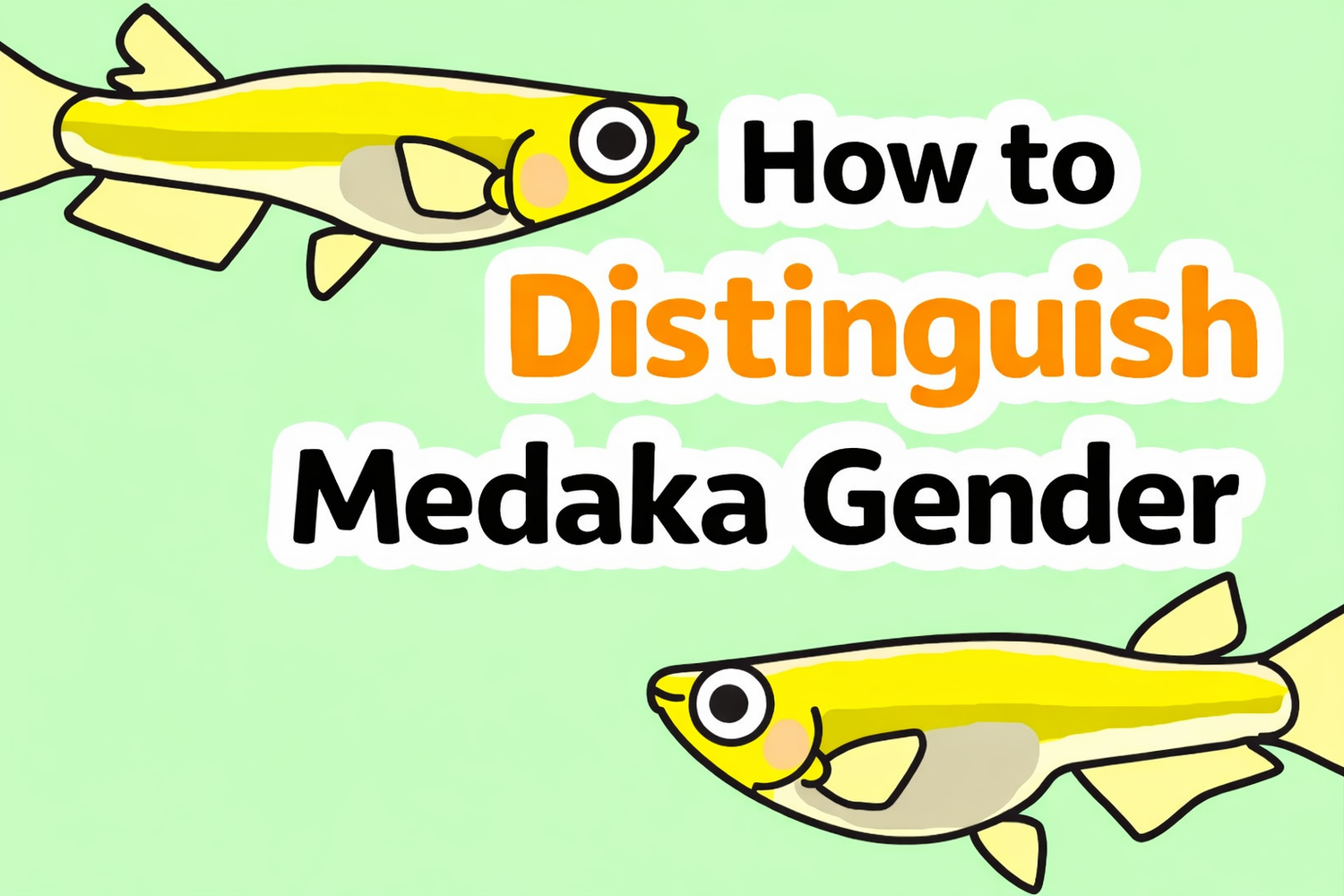 How to distinguish between male and female medaka?