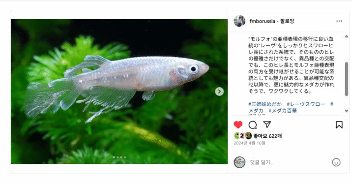 Rêve Swallow (Reve Swallow) Medaka