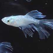 Light Blue Bellflower Medaka