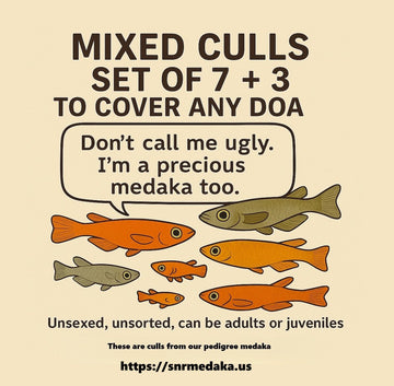 Mixed Set (7+3 DOA) US Bred