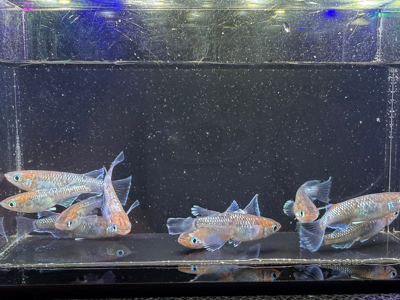 Dark Emerald Fin Medaka