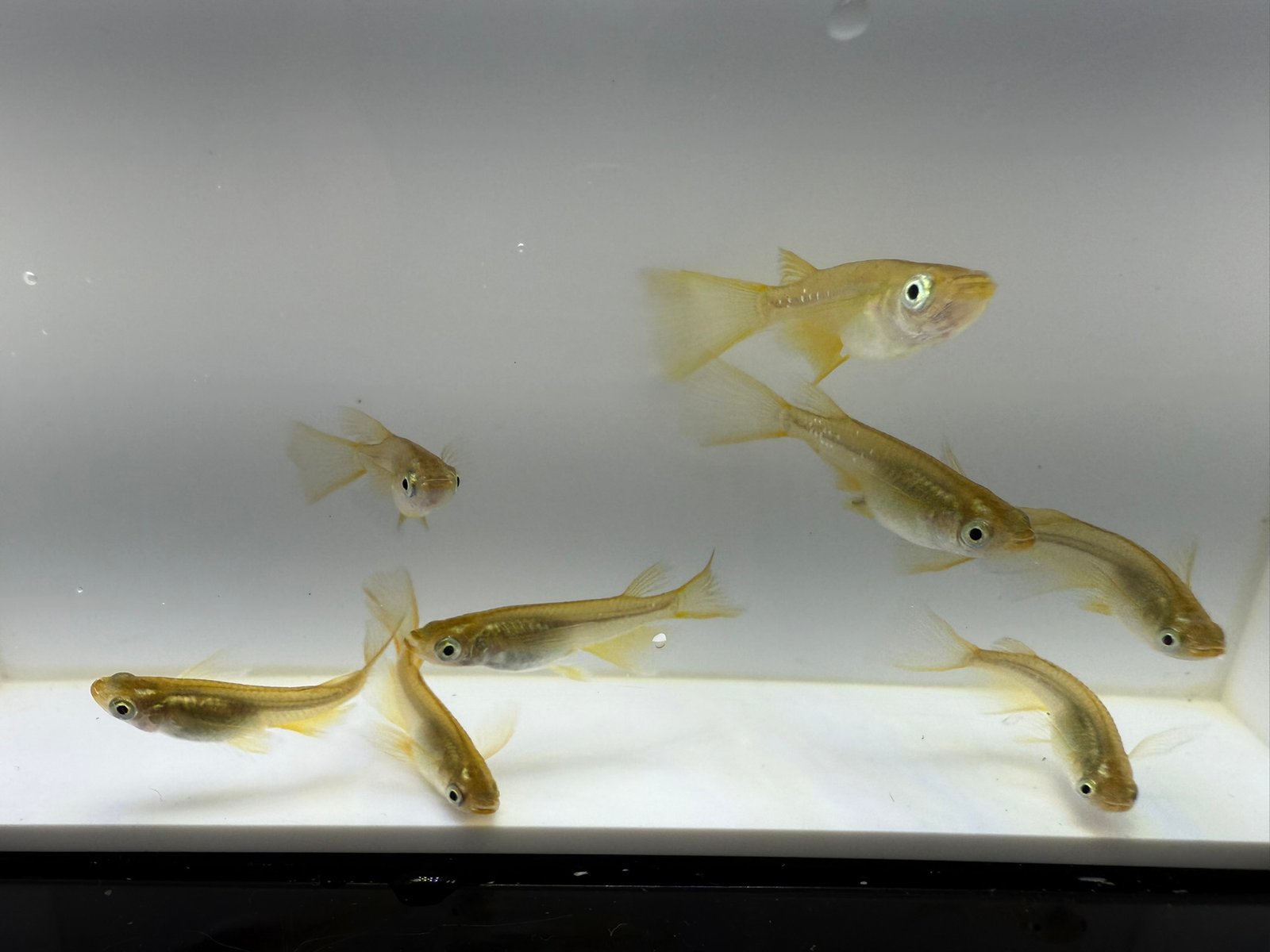 Golden Real Long Fin Medaka