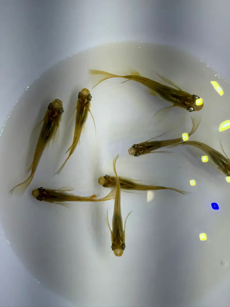 Golden Real Long Fin Medaka