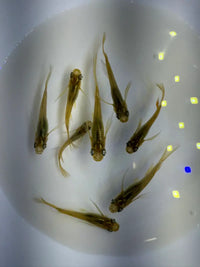Golden Real Long Fin Medaka
