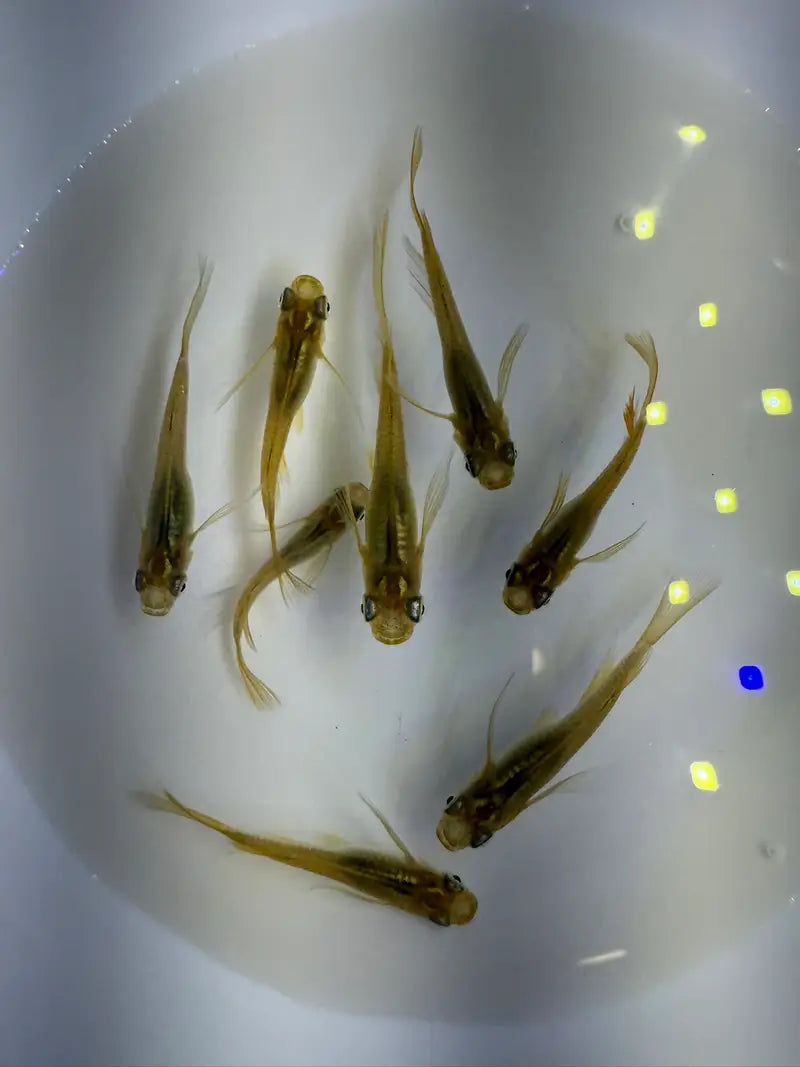 Golden Real Long Fin Medaka