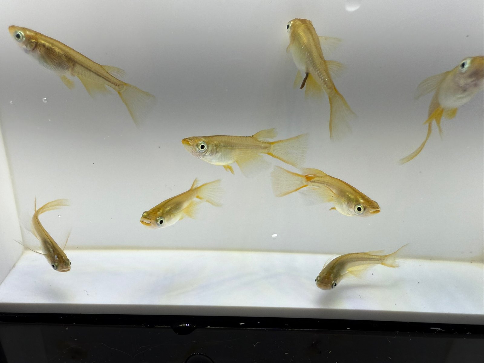 Golden Real Long Fin Medaka