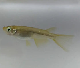 Golden Real Long Fin Medaka