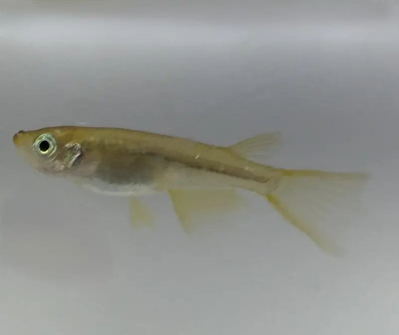 Golden Real Long Fin Medaka