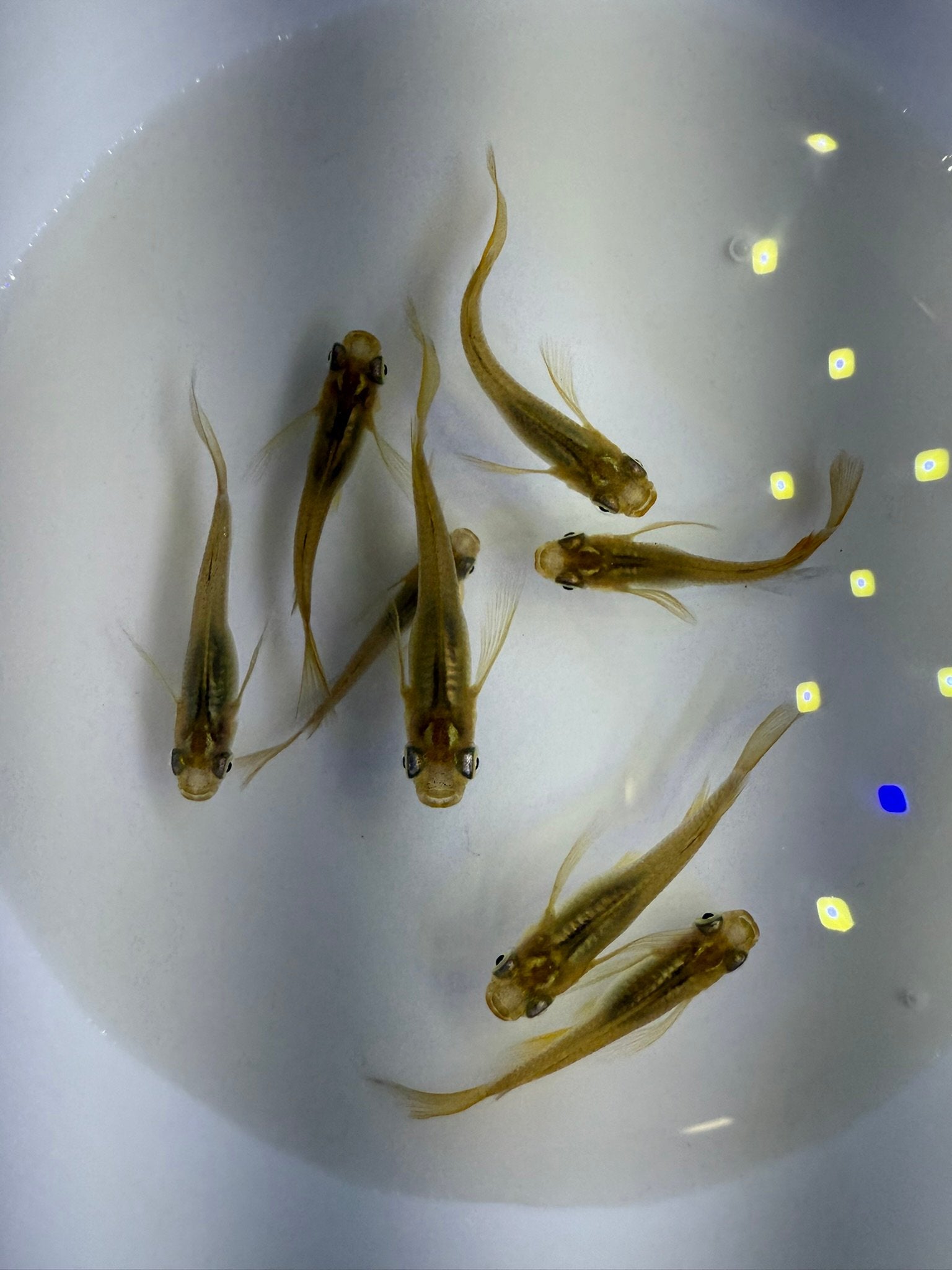 Golden Real Long Fin Medaka