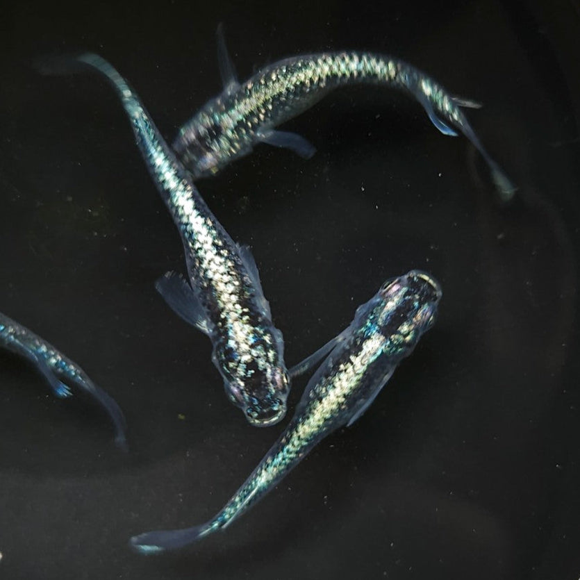 Red Cliff Dark Type Medaka (Imported) – SNR Medaka USA