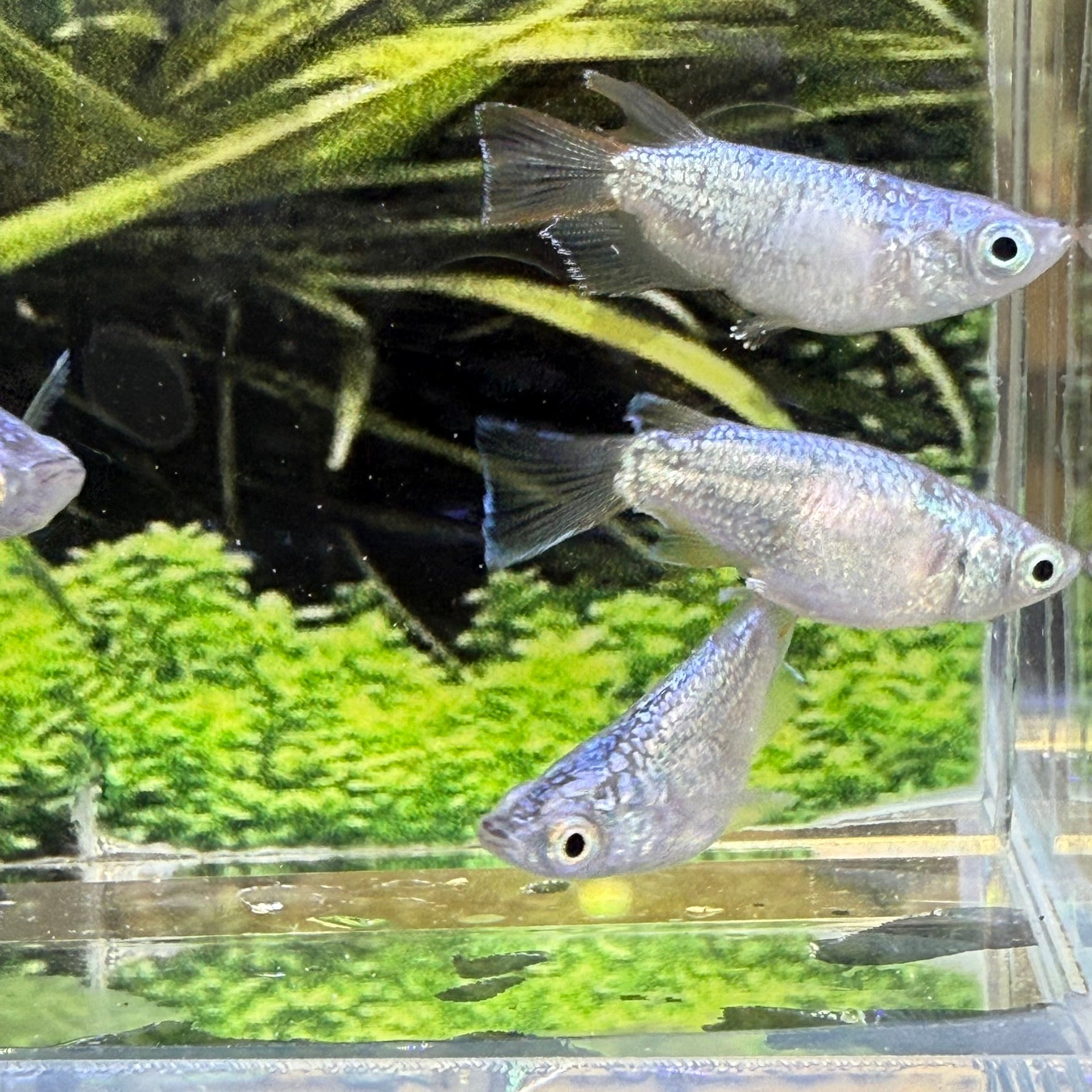 Saboten Daruma Medaka (Imported) – SNR Medaka USA