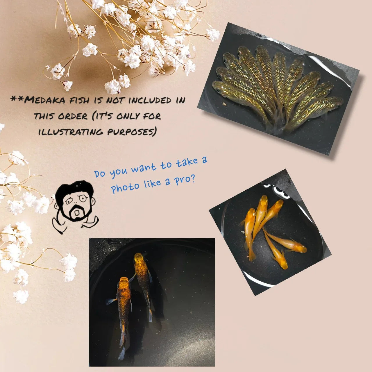 Medaka Rice Fish Bowl Matte Sorting and Photography of Ricefish (Small Sized)