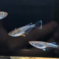 Dark Emerald Fin Medaka