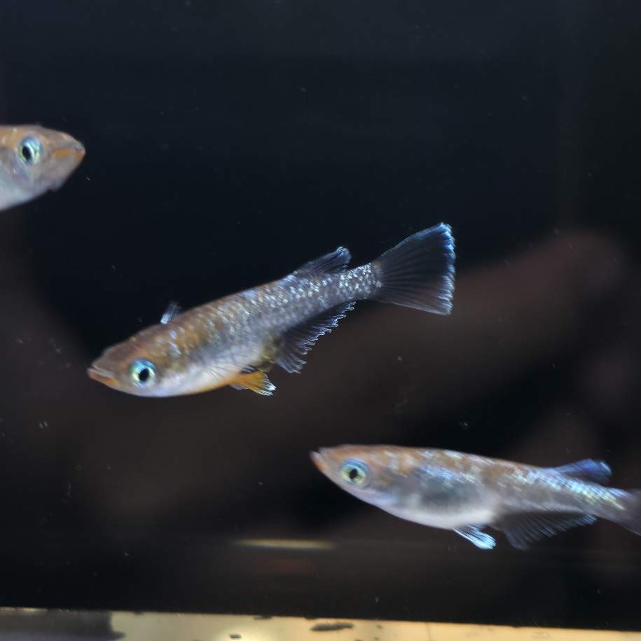Dark Emerald Fin Medaka