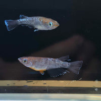 Dark Emerald Fin Medaka