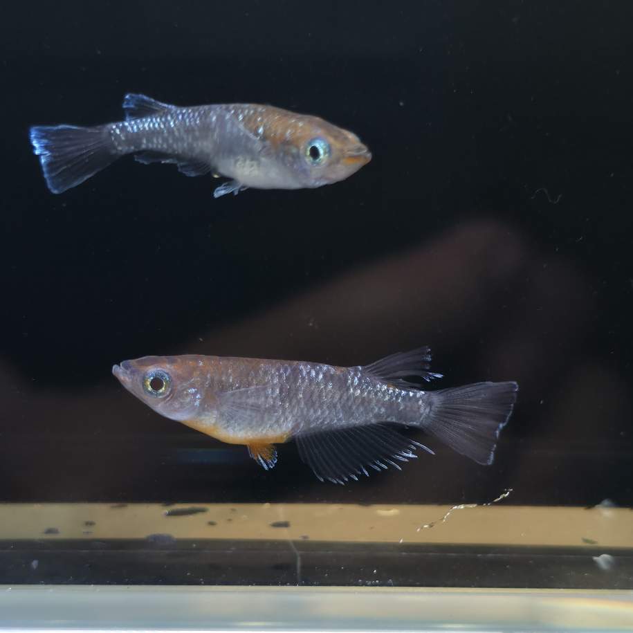 Dark Emerald Fin Medaka