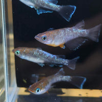 Dark Emerald Fin Medaka
