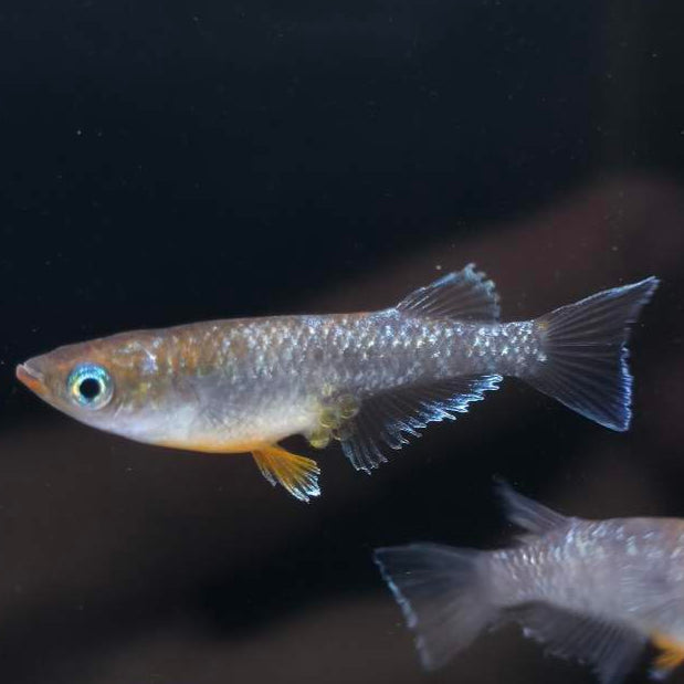 Dark Emerald Fin Medaka