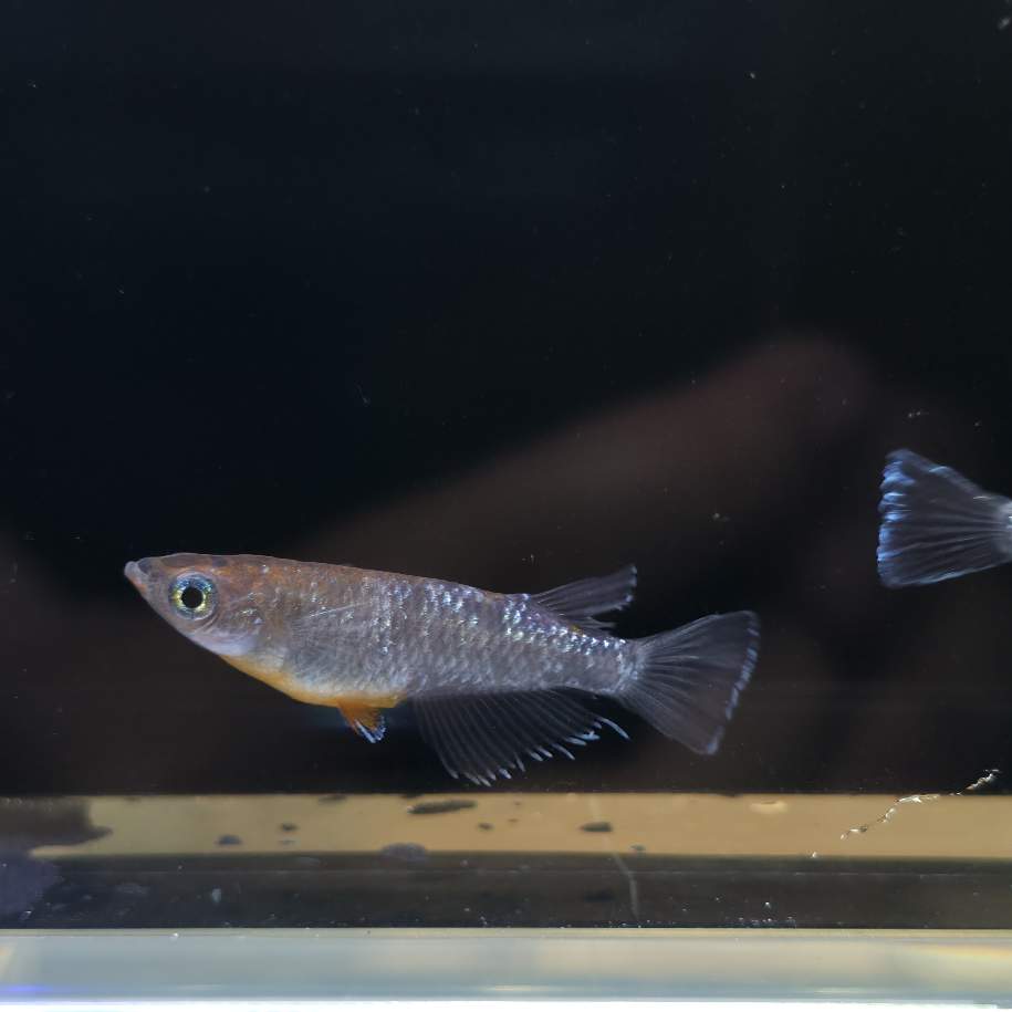 Dark Emerald Fin Medaka