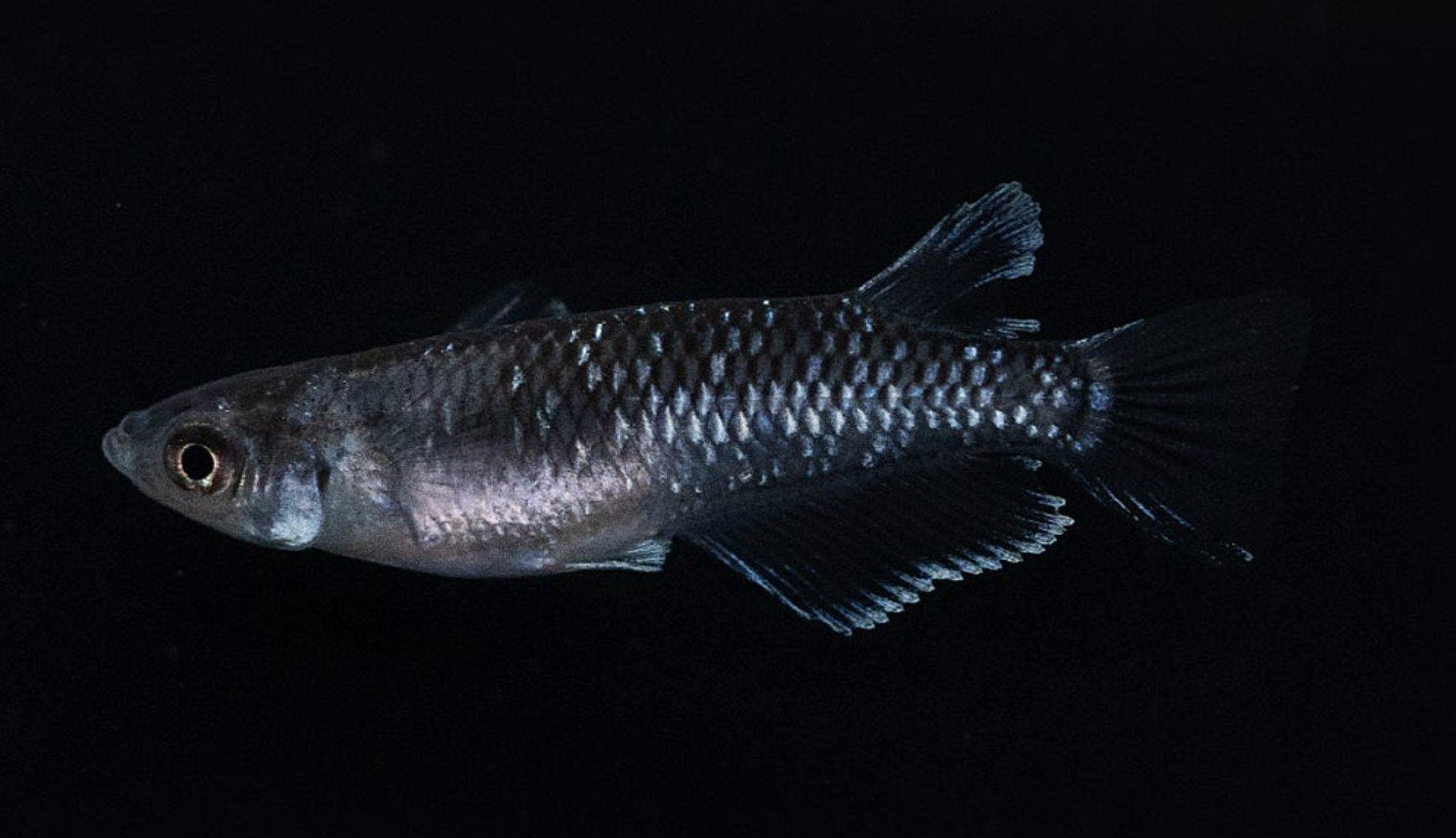 Midnight Frill External Type