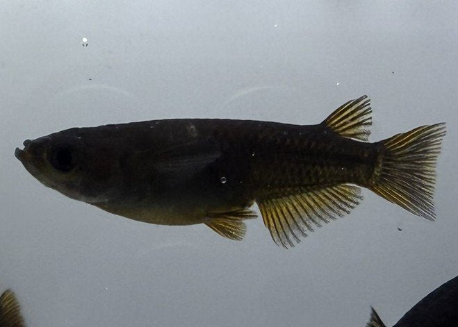Orochi with Yellow Fin Medaka