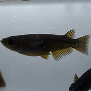 Orochi with Yellow Fin Medaka