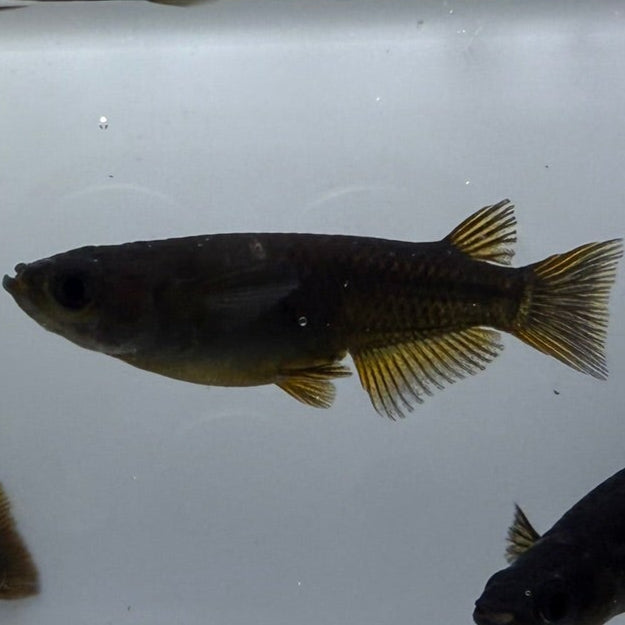 Orochi with Yellow Fin Medaka