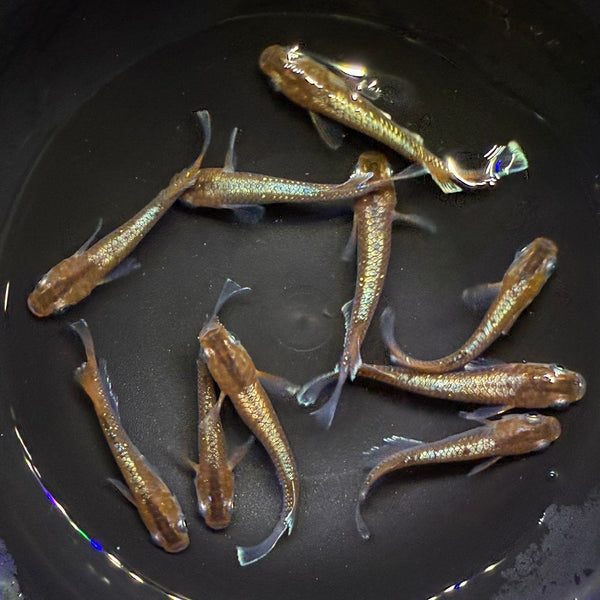 RedCliffDarkType_SNRMedakaUSA1