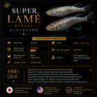 Medaka Fish for Sale | Buy Medaka Online in USA – SNR Medaka USA