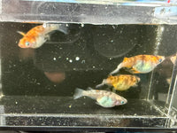 Tricolor Daruma (Short Body) Medaka