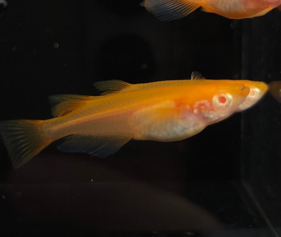 Yokihi Albino Medaka