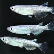 Blue Miyuki Kagami Scale Medaka