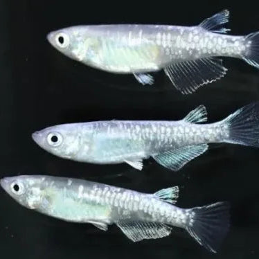 Blue Miyuki Kagami Scale Medaka