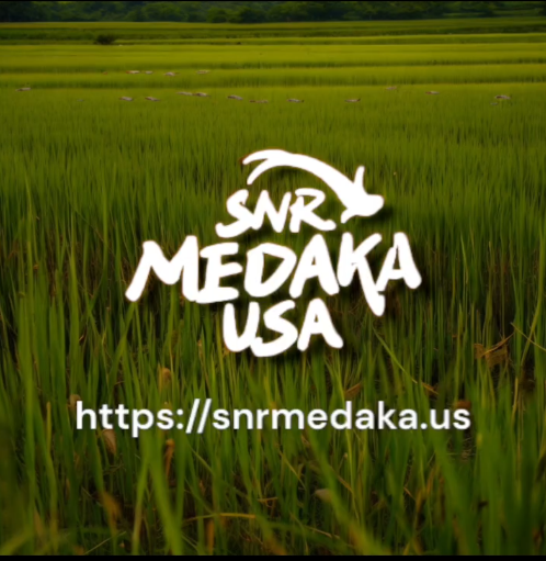 SNR Medaka USA