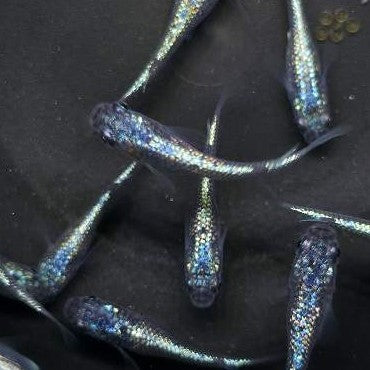 Neptune Medaka – SNR Medaka USA