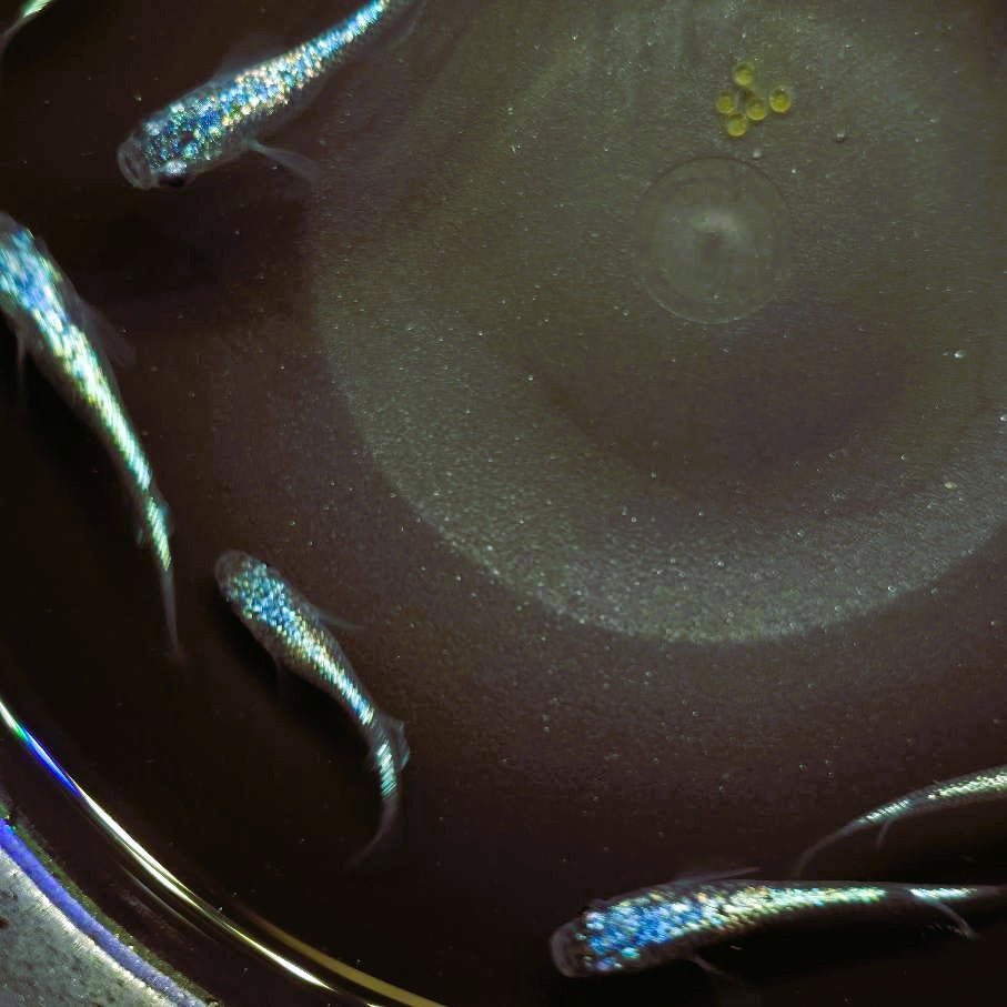 Neptune Medaka – SNR Medaka USA