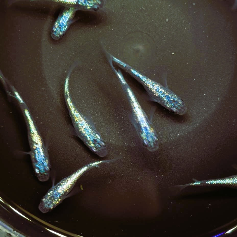 Neptune Medaka – SNR Medaka USA