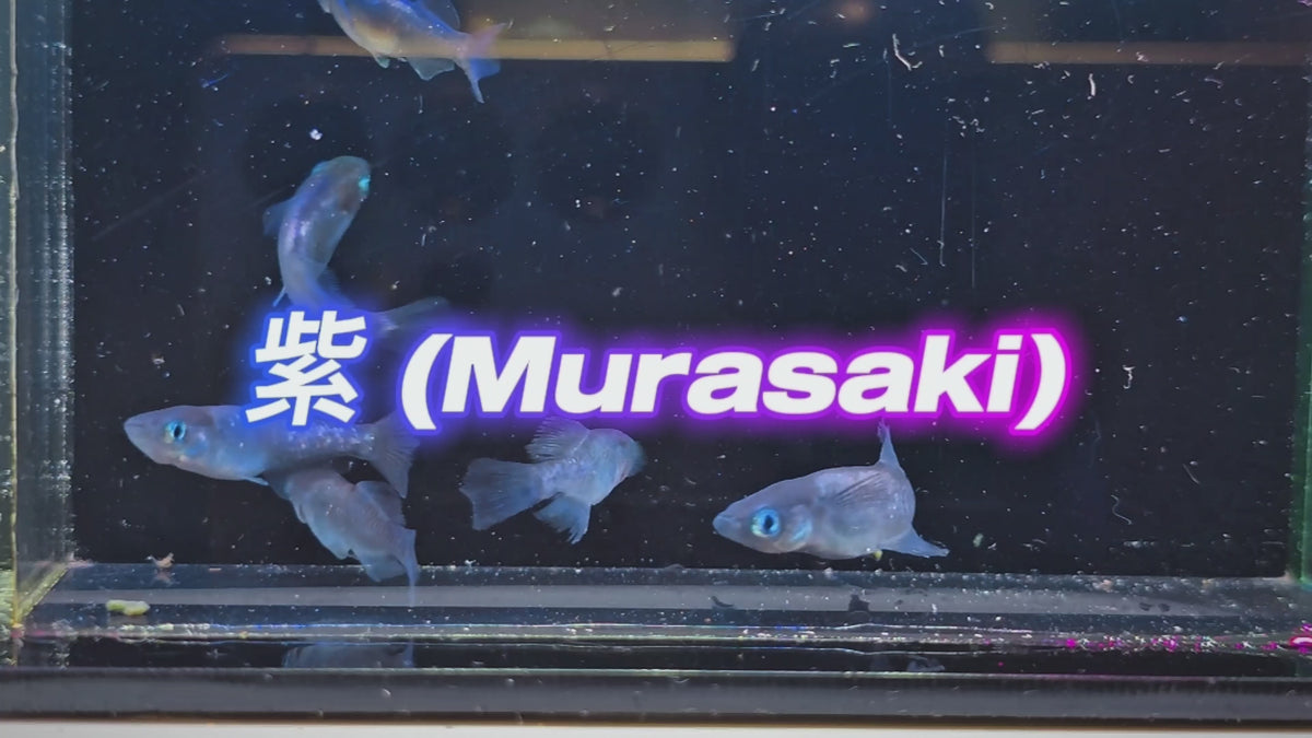 Load video: Murasaki Medaka