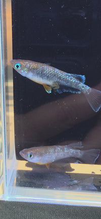 Dark Emerald Fin Medaka